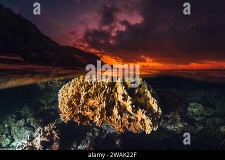 Paesaggio marino tropicale con coralli sott'acqua e colori vivaci al tramonto o all'alba, vista spaccata con luce artificiale Foto Stock