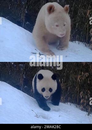 (240105) -- PECHINO, 5 gennaio 2024 (Xinhua) -- questa foto combinata scattata con una termocamera a infrarossi mostra un panda gigante bianco (sopra) e un cucciolo di panda gigante nella riserva naturale nazionale di Wolong nella provincia del Sichuan della Cina sud-occidentale, il 27 maggio 2023. (Riserva naturale nazionale di Wolong/Handout via Xinhua) Foto Stock