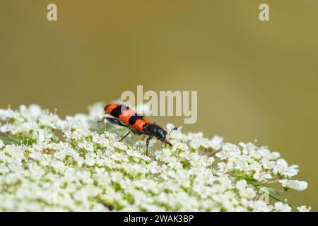 Uno scarabeo a scacchi (Trichodes apiarius) seduto su un umbellifero bianco, giorno di sole in estate, Vienna (Austria) Foto Stock