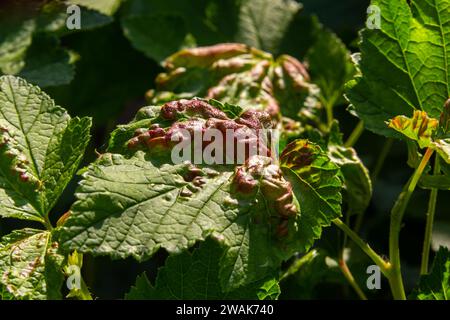 Malattia di ribes rosso e bianco, infezione da afidi gallici antracnosi. Bolle marroni su foglie verdi nella parte superiore. Foto Stock