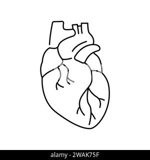 Icona della linea di colore del cuore umano. Organizzazione nell'organismo. Elemento isolato vettore. Tratto modificabile. Illustrazione Vettoriale