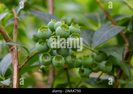 Il mirtillo settentrionale o il dolce ferisce il Vaccinium boreale coltivato presso l'azienda biologica. Foto Stock