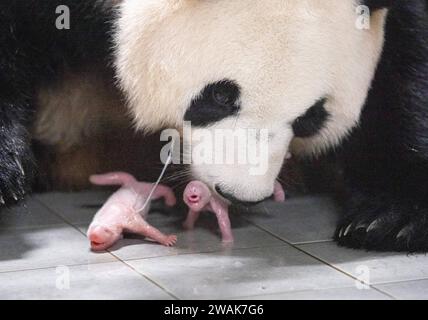 (240105) -- PECHINO, 5 gennaio 2024 (Xinhua) -- panda gigante ai Bao e i suoi cuccioli sono raffigurati all'Everland Resort di Yongin, Corea del Sud, 7 luglio 2023. (Everland Resort/Handout via Xinhua) Foto Stock