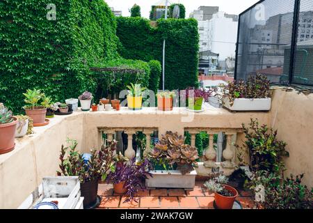 terrazza senza persone decorata con diversi tipi di piante in vaso con grande parete di piante verdi del superriduttore sullo sfondo, spazio copia Foto Stock