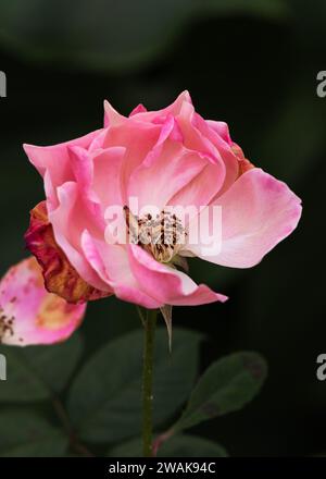 Pink Gnome Rose Foto Stock