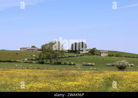 Vista su un campo rurale ricoperto di farfalle giallo brillante, verso una fattoria in cima a una collina Foto Stock