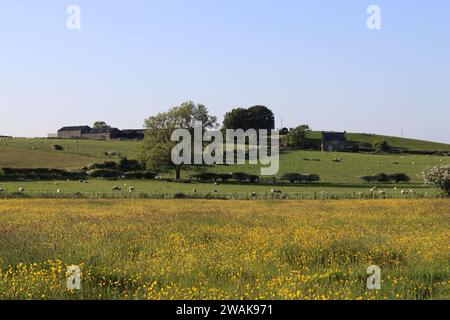 Vista su un campo rurale ricoperto di farfalle giallo brillante, verso una fattoria in cima a una collina Foto Stock