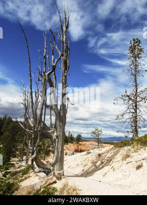 Un albero morto e un pino bristlecone, vicino al bordo della strada nel Bryce Canyon National Park nello Utah Foto Stock
