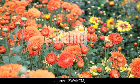 I crisantemi crescono su un letto di fiori in un vivaio. Sfondo floreale arancione. Crisantemi e gemme in giardino. Foto Stock