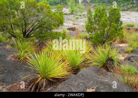 Sotol, Pedernales Falls State Park, Texas Foto Stock