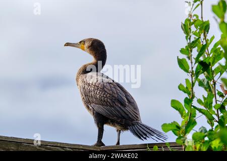 Francia, somme (80), somme Bay, somme Bay Nature Reserve, Marquenterre Ornithological Park, Saint-Quentin-en-Tourmont, cormorano Foto Stock
