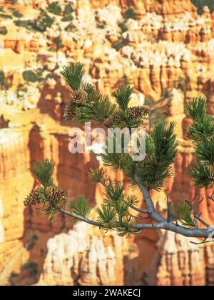 Un ramo di pino legnoso contro il vivace hoodoo calcareo del Bryce Canyon National Park nello Utah. Foto Stock