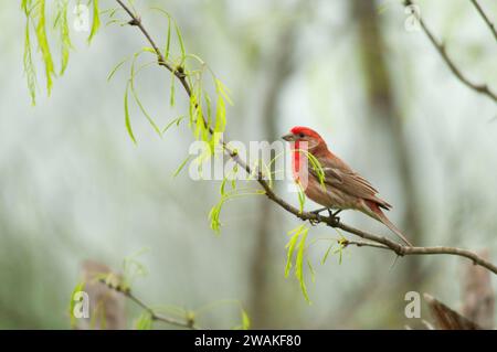 Finch, South Llano River State Park, Texas Foto Stock