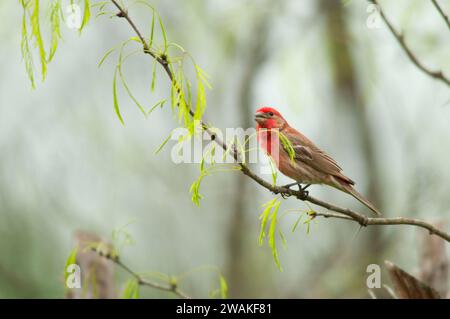 Finch, South Llano River State Park, Texas Foto Stock