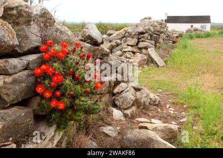 Rovine delle mura della caserma con cactus a tazza di claret, Fort McKavett State Historic Site, Texas Foto Stock