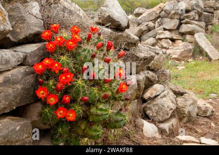 Rovine delle mura della caserma con cactus a tazza di claret, Fort McKavett State Historic Site, Texas Foto Stock