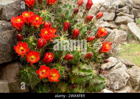 Rovine delle mura della caserma con cactus a tazza di claret, Fort McKavett State Historic Site, Texas Foto Stock