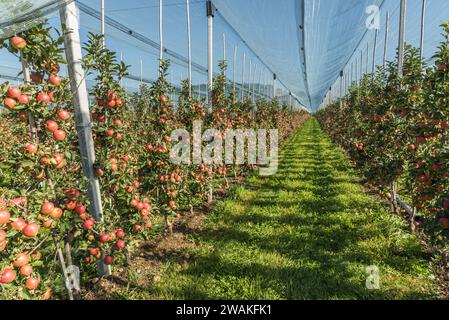 Frutteto di mele sul lago di Costanza con mele rosse mature (malus domestica), protetto da una rete di grandine, Kressbronn am Bodensee, Baden-Wuerttemberg, Germania Foto Stock