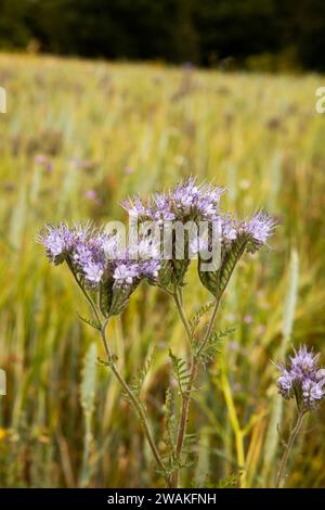 Regno Unito, Inghilterra, Oxfordshire, Shelswell, Phacelia tanacetifolia Flowers lacy phacelia, Blue tansy o Purple tansy Foto Stock