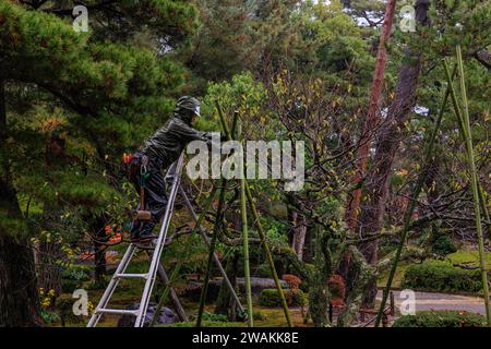 un giardiniere in impermeabilizzazioni arroccato in alto sulla scala a pioli raggiunge per legare uno yukitsuri di bambù e corda per proteggere gli alberi dalla neve nei giardini kenroku-en Foto Stock