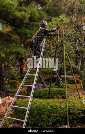 un giardiniere in impermeabilizzazioni arroccato in alto sulla scala a pioli raggiunge per legare uno yukitsuri di bambù e corda per proteggere gli alberi dalla neve nei giardini kenroku-en Foto Stock