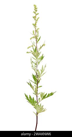 Artemisia vulgaris, fiore comune di mugwort isolato su sfondo bianco Foto Stock