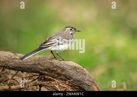 Pied si aggrappa a un giovane ramo arroccato su un albero in una foresta, nel regno unito, in estate Foto Stock