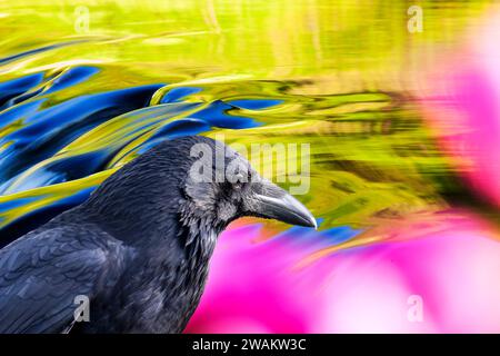 Un Raven, Corvus corax, davanti all'acqua che scorre sopra la diga all'uscita di Grasmere, Lake District, Regno Unito. Foto Stock