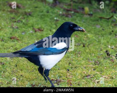 Una Magpie, Pica pica con vermi da pasto nel suo becco in un giardino ad Ambleside, Lake District, Regno Unito. Foto Stock