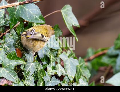 A Goldcrest, Regulus regulus a Brigsteer, Cumbria, Regno Unito. Foto Stock