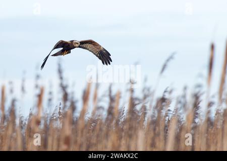 Marsh Harrier (Circus aeruginosus) maschio con caratteristiche femminili che volano NWT Cley Marshes Norfolk gennaio 2024 Foto Stock