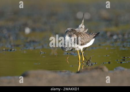 Greater Yellowlegs che pulisce le sue piume Foto Stock