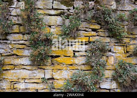 Una recinzione in pietra secca parzialmente coperta del monastero di Dalheim, Kloster Dalheim, Lichtenau, Renania settentrionale-Vestfalia, Germania, Europa Foto Stock
