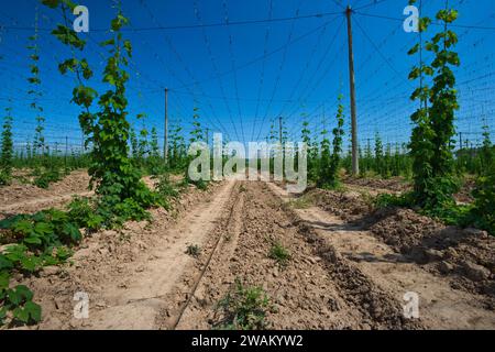 Coltivazione del luppolo (Humulus lupulus), Sassonia-Anhalt, Germania, Europa Foto Stock