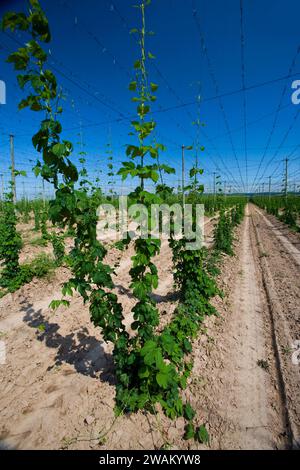 Coltivazione del luppolo (Humulus lupulus), Sassonia-Anhalt, Germania, Europa Foto Stock