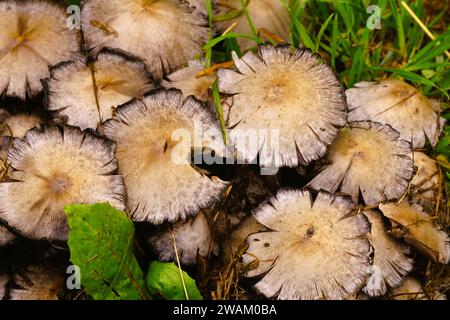 Un primo piano di un gruppo di funghi che crescono fuori terra in un prato erboso Foto Stock