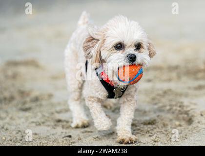 Un piccolo cucciolo bianco carino che corre e gioca con una palla in bocca sulla spiaggia sabbiosa Foto Stock