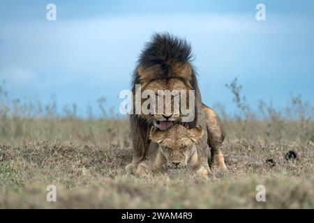 Una visione frontale di una coppia di leoni accoppiati nell'atto di accoppiarsi con il maschio montato sulla femmina nel parco nazionale del Serengeti, Tanzania Foto Stock