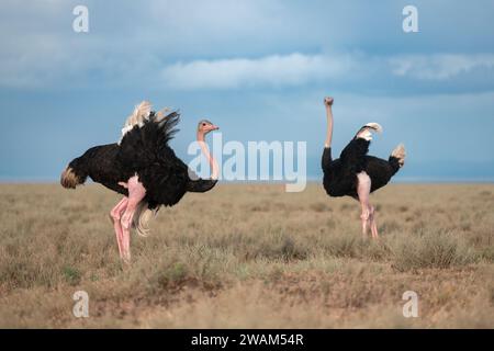 Immagine dell'habitat di due struzzi maschili che sventolano le loro ali per sbarazzarsi di mosche che si librano su di loro nella zona di conservazione di Ndutu, Tanzania Foto Stock