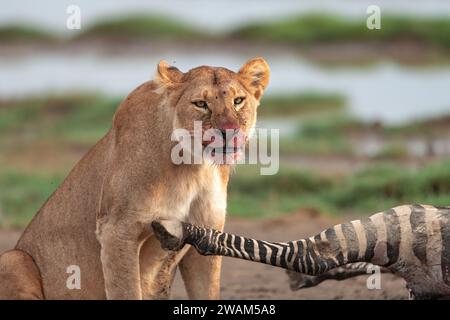 Vista frontale del volto sanguinoso di una leonessa che si nutre di una nuova uccisione di zebre al Serengeti National Park, Tanzania Foto Stock