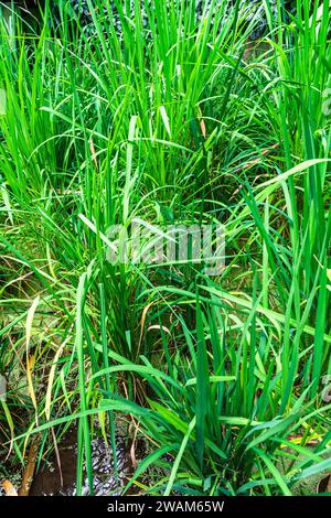 Oryza sativa, comunemente nota come riso, è la specie vegetale più comunemente indicata in inglese come riso. Foto Stock