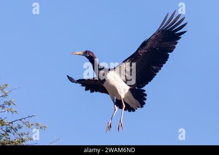 Ciconia abdimii (Ciconia abdimii) in volo, Kgalagadi Transborder Park, Kalahari, Sudafrica Foto Stock