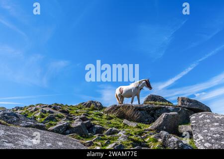 Cavallo selvaggio in Cornovaglia, Inghilterra, sulla Rough Tor in Bodmin Moor. Rough Tor o Roughtor è un Tor su Bodmin Moor, Cornovaglia, Inghilterra, ed è Cornovaglia 's Foto Stock