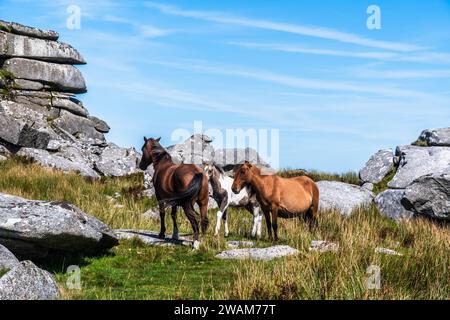 Cavalli selvatici in Cornovaglia, Inghilterra, sulla Rough Tor on Bodmin Moor. Rough Tor o Roughtor è un Tor di Bodmin Moor, Cornovaglia, Inghilterra, ed è di Cornovaglia Foto Stock