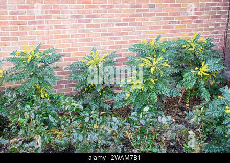 Mahonia japonica con fiori gialli che crescono lungo una parete in inverno. Foto Stock