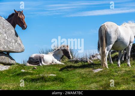 Cavalli selvatici in Cornovaglia, Inghilterra, sulla Rough Tor on Bodmin Moor. Rough Tor o Roughtor è un Tor di Bodmin Moor, Cornovaglia, Inghilterra, ed è di Cornovaglia Foto Stock