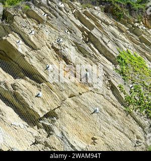 Rete di sicurezza di caduta massi in montagna Foto Stock