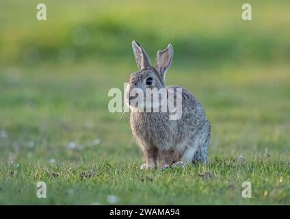 Un coniglio carino con solo mezzo orecchio. Battaglia segnata ma felice in un prato erboso. Suffolk, Regno Unito Foto Stock