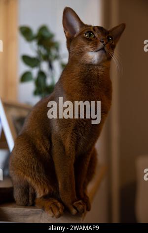 Il gatto abissino siede su un tavolo, sullo sfondo di una pianta verde Foto Stock