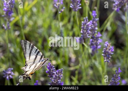 Finocchio Swallowtail sulla lavanda, Provenza, Francia Foto Stock